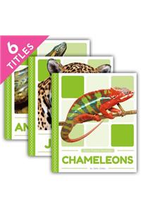 Rain Forest Animals (Set)