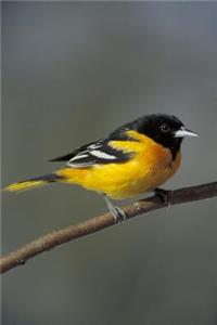 Baltimore Oriole Bird Journal