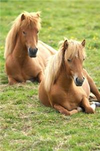 Two Icelandic Ponies Animal Journal