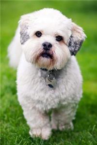Lhasa Apso