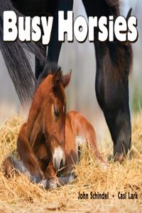 Busy Horsies