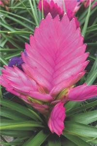 Bromelia Pflanze