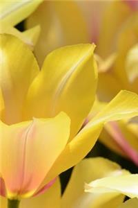 Tulip Notebook