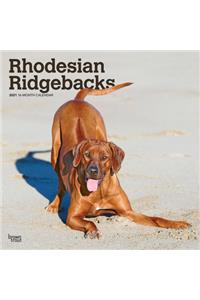 Rhodesian Ridgebacks 2021 Square