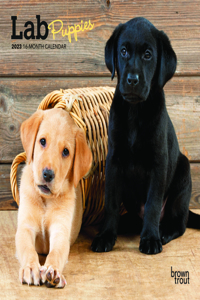 Lab Puppies 2023 Mini 7x7