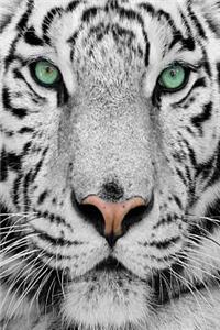 White Tiger Notebook