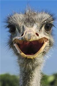 Ostrich