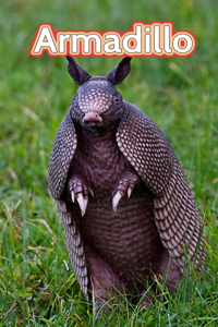 Armadillo