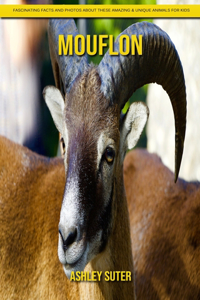Mouflon