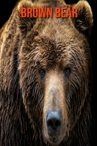 Brown Bear