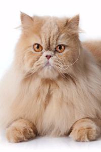 Persian
