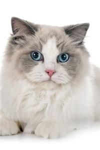Ragdoll