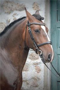 Lusitano Horse Journal