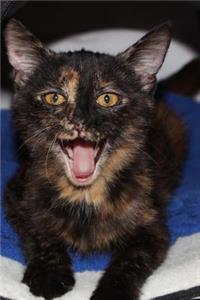 Ever So Sweet Tortoiseshell Kitten on a Striped Wool Blanket Cat Journal