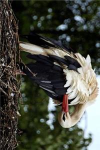 A Stork Preening Her Feathers in the Nest Bird Journal