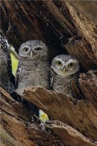 Spotted Owlets in a Hollow Tree Bird Journal