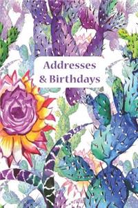 Addresses & Birthdays: Watercolor Pastel Cacti