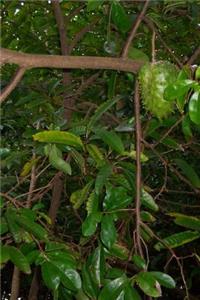 Soursop Tree and Fruit Journal