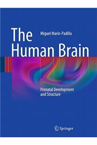 Human Brain: Prenatal Development and Structure