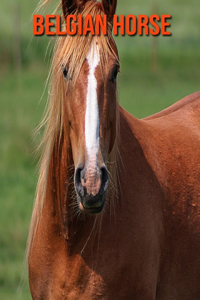 Belgian Horse