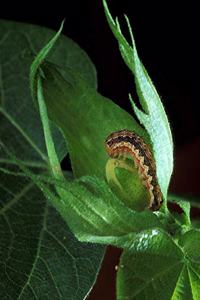 Insect School Composition Book Cotton Bollworm On Plant Leaf Entomology