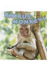 Rhesus Monkeys