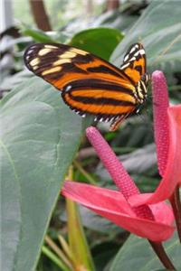 Mind Blowing Black And Orange Butterfly Journal