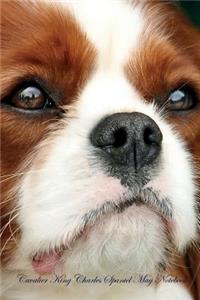 Cavalier King Charles Spaniel May Notebook Cavalier King Charles Spaniel Record, Log, Diary, Special Memories, to Do List, Academic Notepad, Scrapbook & More