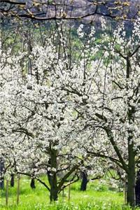 Cherry Trees in Bloom in the Spring Journal