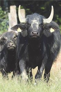 Say Hello to the African Buffalo Journal