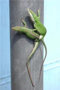 Anole Lizard in Mating Ritual Journal