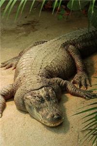 Crocodile Taking a Nap Journal