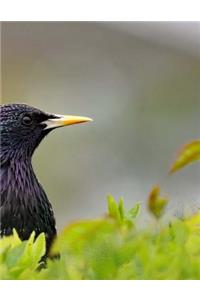 Starling