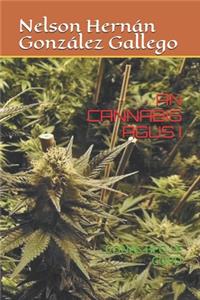 An Cannabis Agus I