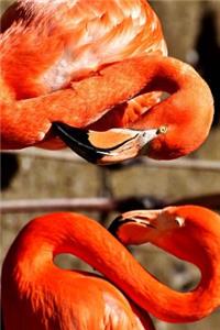 A Beautiful Pink Flamingo Pair Journal