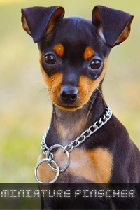 Miniature Pinscher
