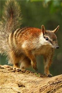 Numbat (Myrmecobius fasciatus) in Western Australia