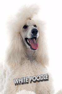 White Poodle