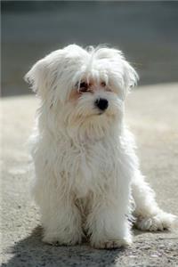 The Maltese Dog Journal