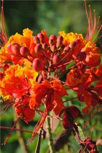 Pride of Barbados Flower Journal
