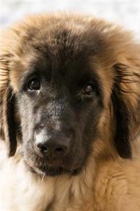 Such a Sweet Face! Leonberger Puppy Dog Pet Journal