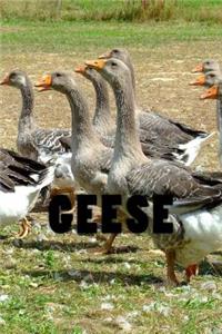 Geese