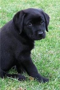 Black Lab Puppy Journal