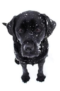 Black Lab Puppy Planner