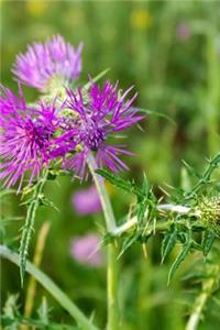 Thistle Flower in a Summer Meadow Journal