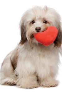 Havanese Love Me Notebook, Diary, Journal. Productivity Work Planner & Idea Notepad