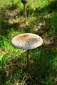Mushroom Giant Schirmling Macrolepiota Fungus Journal