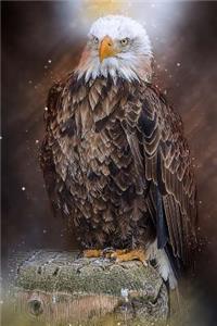 Bald Eagle the Ultimate Bird of Prey