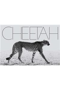 Mark Segal: Cheetah