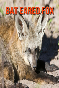 Bat Eared Fox